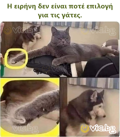 Η ειρήνη δεν είναι ποτέ επιλογή για τις γάτες.