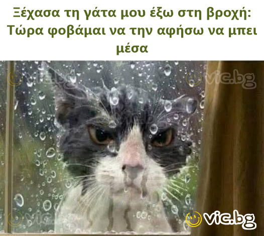 Ξέχασα τη γάτα μου έξω στη βροχή: Τώρα φοβάμαι να την αφήσω να μπει μέσα