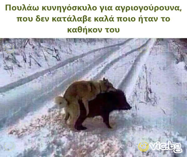 Πουλάω κυνηγόσκυλο για αγριογούρουνα, που δεν κατάλαβε καλά ποιο ήταν το καθήκον του