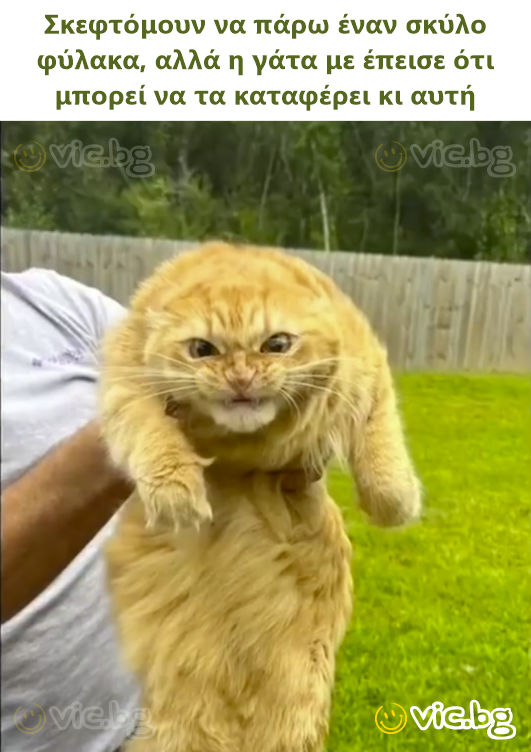 Σκεφτόμουν να πάρω έναν σκύλο φύλακα, αλλά η γάτα με έπεισε ότι μπορεί να τα καταφέρει κι αυτή