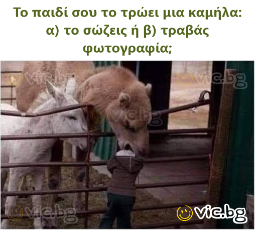 Το παιδί σου το τρώει μια καμήλα: α) το σώζεις ή β) τραβάς φωτογραφία;