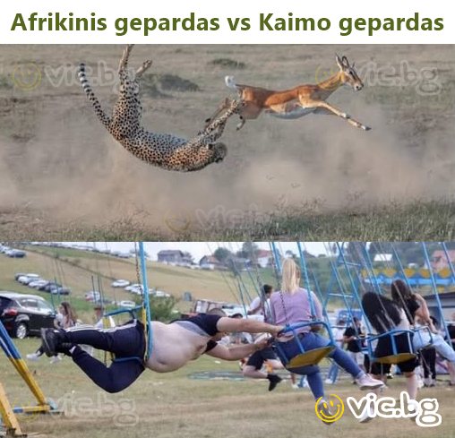 Afrikinis gepardas vs Kaimo gepardas