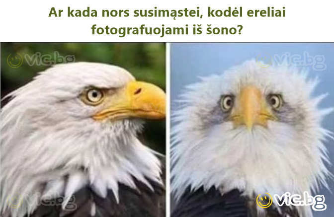 Ar kada nors susimąstei, kodėl ereliai fotografuojami iš šono?