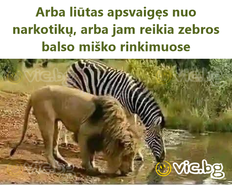 Arba liūtas apsvaigęs nuo narkotikų, arba jam reikia zebros balso miško rinkimuose