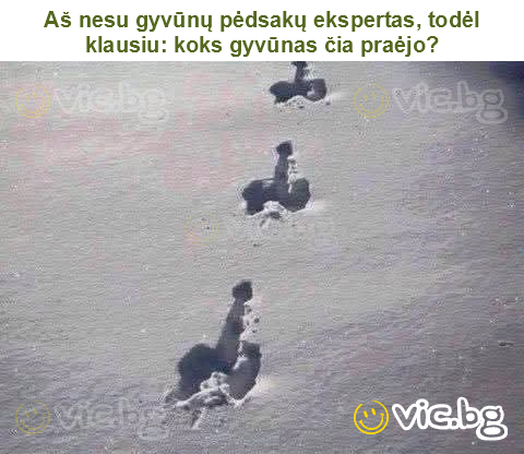 Aš nesu gyvūnų pėdsakų ekspertas, todėl klausiu: koks gyvūnas čia praėjo?