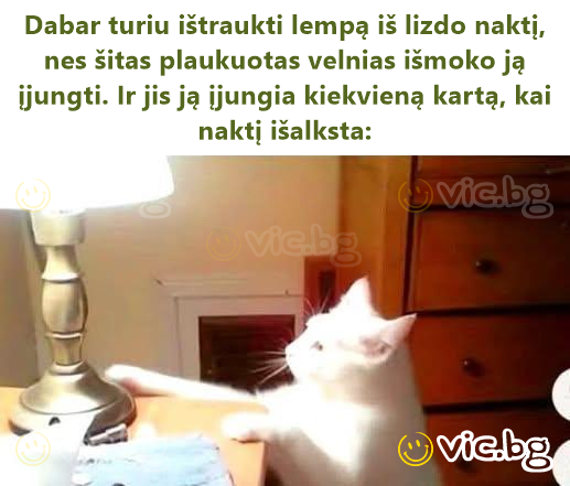 Dabar turiu ištraukti lempą iš lizdo naktį, nes šitas plaukuotas velnias išmoko ją įjungti. Ir jis ją įjungia kiekvieną kartą, kai naktį išalksta: