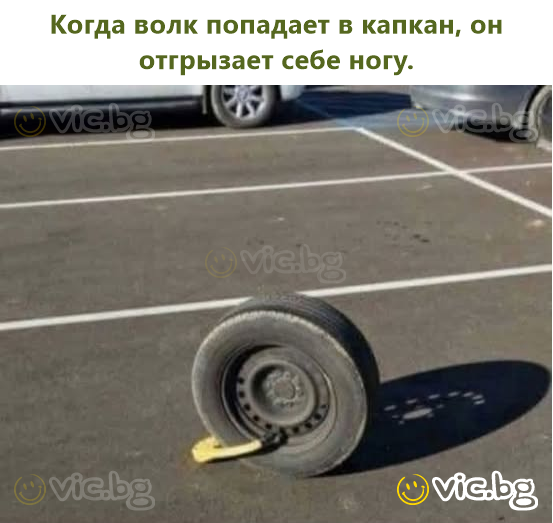 Kai vilkas patenka į spąstus, jis nusikanda savo koją, kad išsilaisvintų.