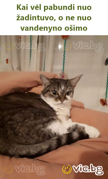 Kai vėl pabundi nuo žadintuvo, o ne nuo vandenyno ošimo