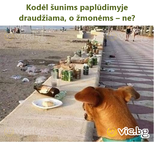 Kodėl šunims paplūdimyje draudžiama, o žmonėms – ne?