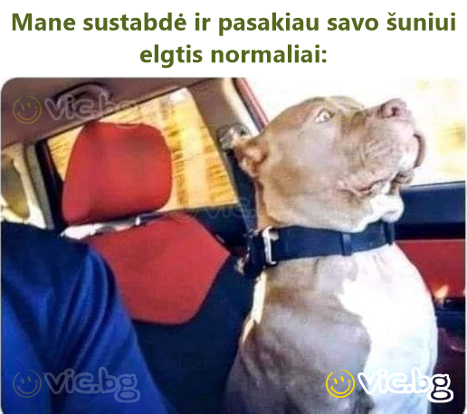 Mane sustabdė ir pasakiau savo šuniui elgtis normaliai: