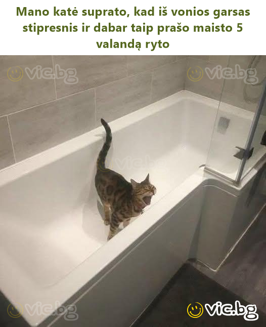 Mano katė suprato, kad iš vonios garsas stipresnis ir dabar taip prašo maisto 5 valandą ryto