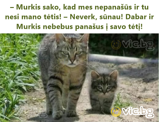 – Murkis sako, kad mes nepanašūs ir tu nesi mano tėtis! – Neverk, sūnau! Dabar ir Murkis nebebus panašus į savo tėtį!