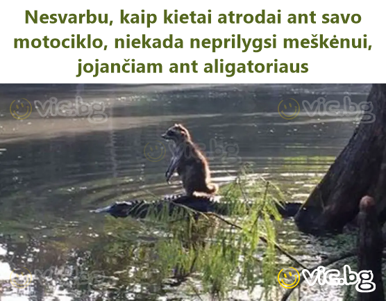 Nesvarbu, kaip kietai atrodai ant savo motociklo, niekada neprilygsi meškėnui, jojančiam ant aligatoriaus