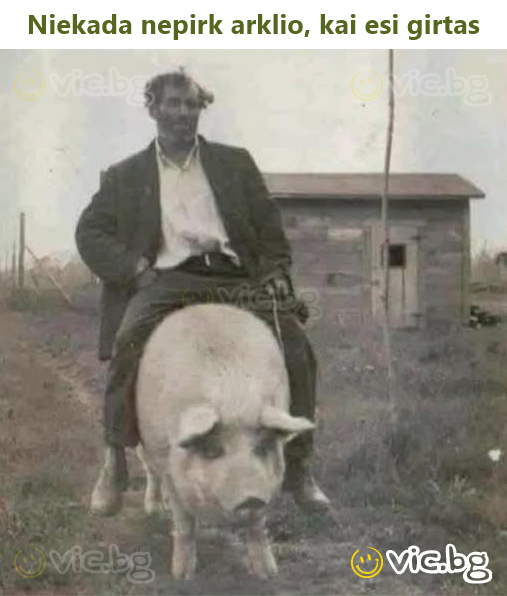 Niekada nepirk arklio, kai esi girtas