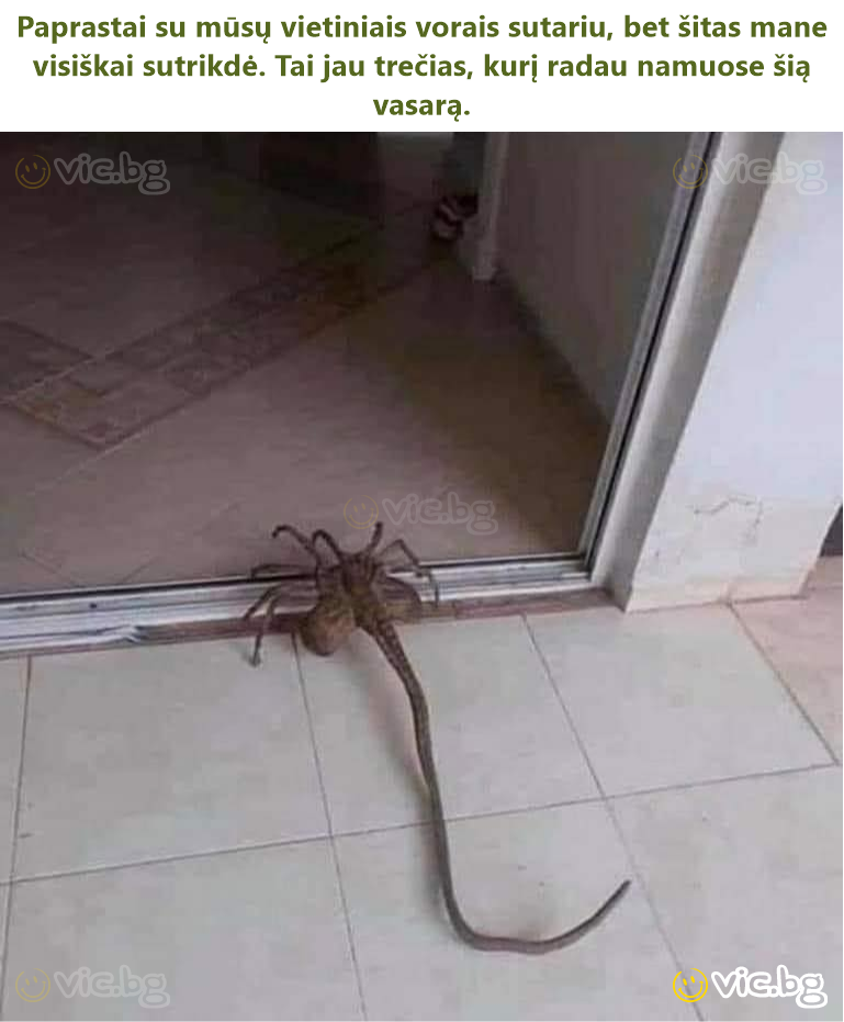 Paprastai su mūsų vietiniais vorais sutariu, bet šitas mane visiškai sutrikdė. Tai jau trečias, kurį radau namuose šią vasarą.