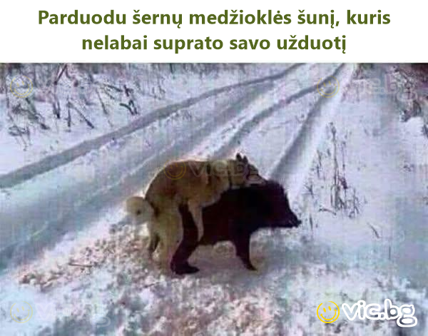 Parduodu šernų medžioklės šunį, kuris nelabai suprato savo užduotį