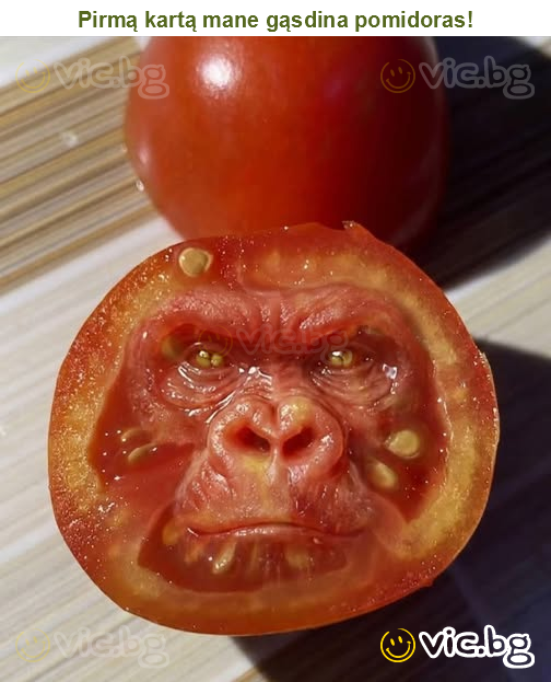 Pirmą kartą mane gąsdina pomidoras!