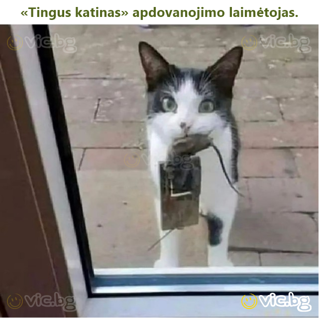 «Tingus katinas» apdovanojimo laimėtojas.