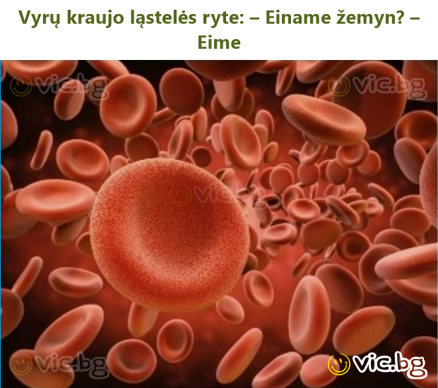 Vyrų kraujo ląstelės ryte: – Einame žemyn? – Eime