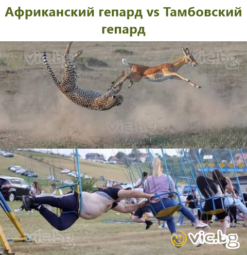 Африканский гепард vs Тамбовский гепард