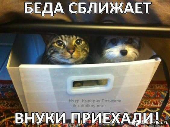 Беда сближает, внуки приехали!