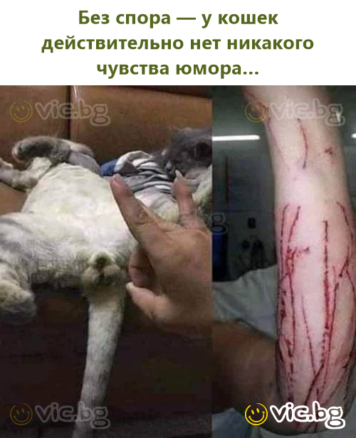 Без спора — у кошек действительно нет никакого чувства юмора…