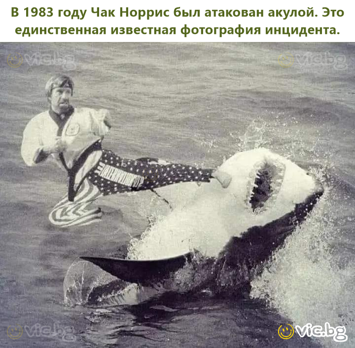 В 1983 году Чак Норрис был атакован акулой. Это единственная известная фотография инцидента.