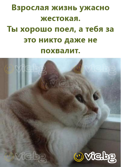 Взрослая жизнь ужасно жестокая. Ты хорошо поел, а тебя за это никто даже не похвалит.