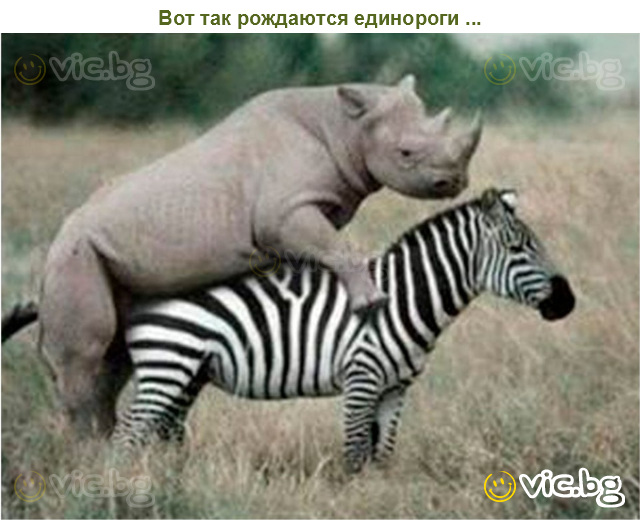 Вот так рождаются единороги ...