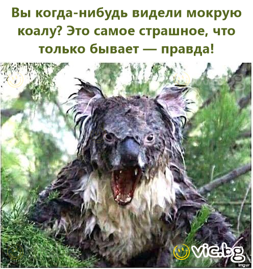 Вы когда-нибудь видели мокрую коалу? Это самое страшное, что только бывает — правда!