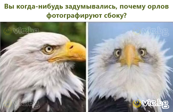 Вы когда-нибудь задумывались, почему орлов фотографируют сбоку?