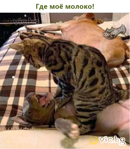 Где моё молоко!