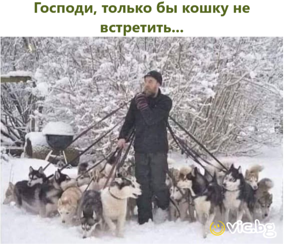 Господи, только бы кошку не встретить...