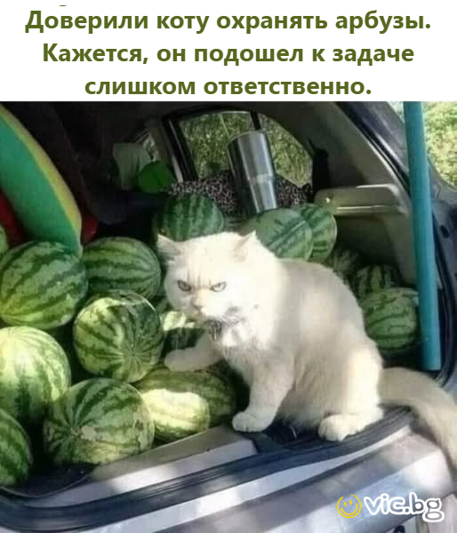 Доверили коту охранять арбузы. Кажется, он подошел к задаче слишком ответственно.