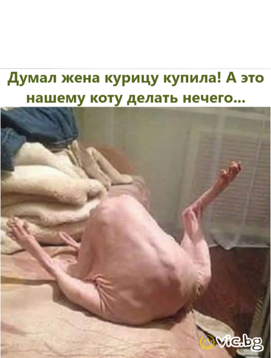 Думал жена курицу купила! А это нашему коту делать нечего...