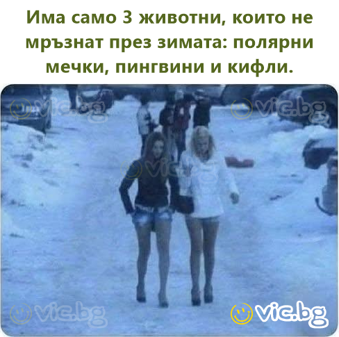 Есть только 3 животных, которые не мёрзнут зимой: белые медведи, пингвины и тусовые девчонки.