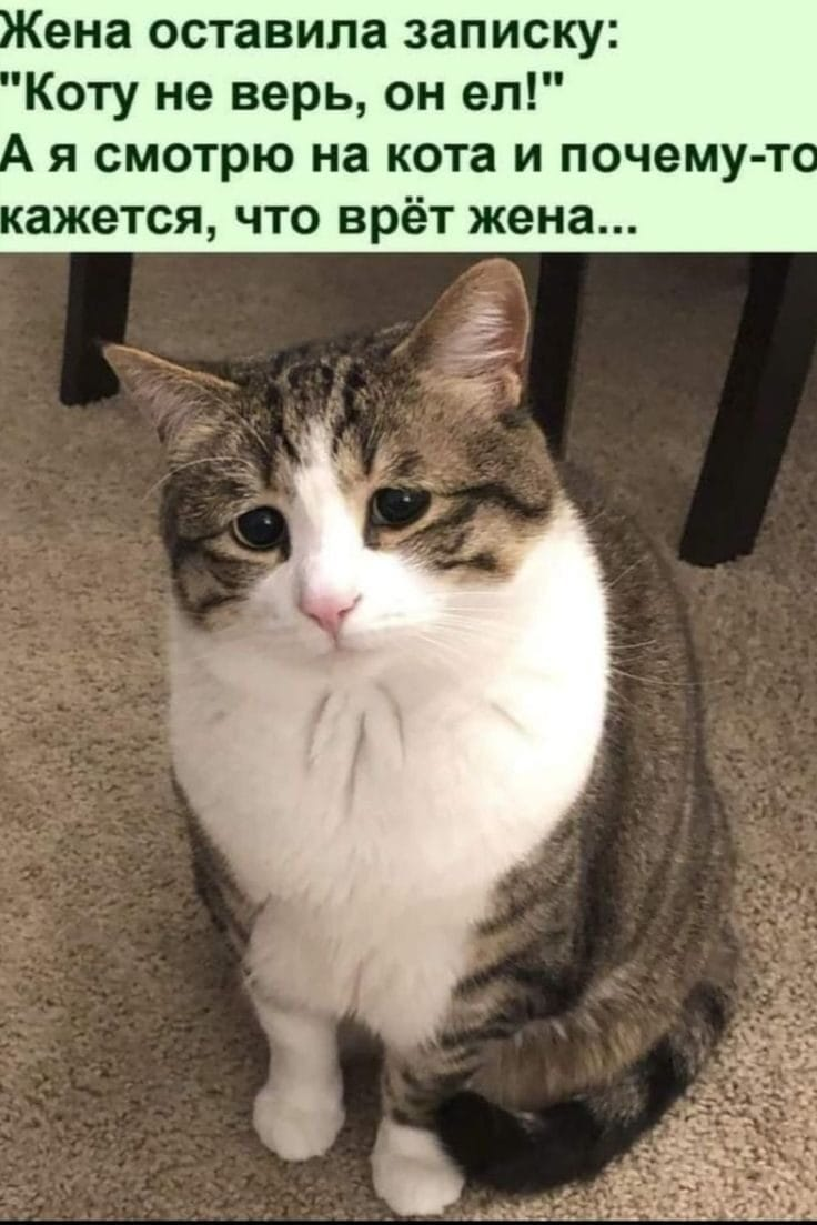 Жена оставила записку: "Коту не верь, он ел!" А я смотрю на кота и почему-то кажется, что врёт жена...