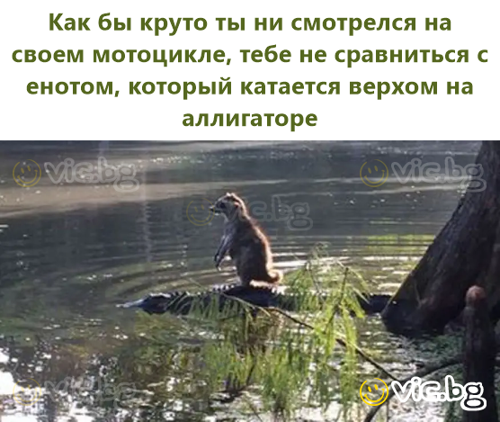 Как бы круто ты ни смотрелся на своем мотоцикле, тебе не сравниться с енотом, который катается верхом на аллигаторе