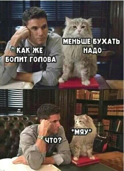 Как же болит голова. Меньше бухать надо. Что? Мяу
