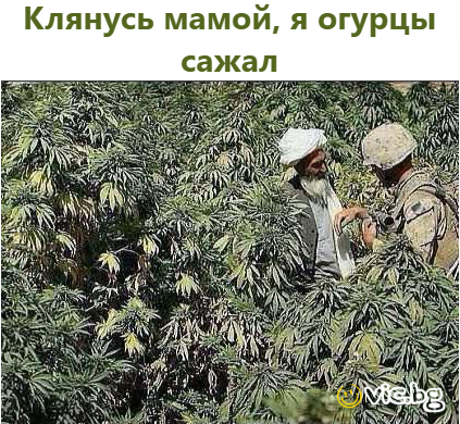 Клянусь мамой, я огурцы сажал