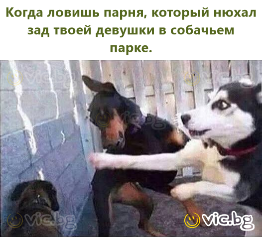 Когда ловишь парня, который нюхал зад твоей девушки в собачьем парке.