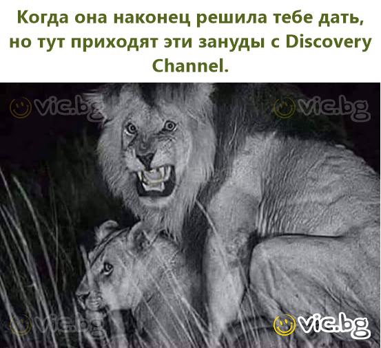 Когда она наконец решила тебе дать, но тут приходят эти зануды с Discovery Channel.