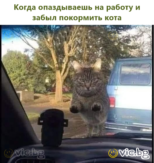 Когда опаздываешь на работу и забыл покормить кота