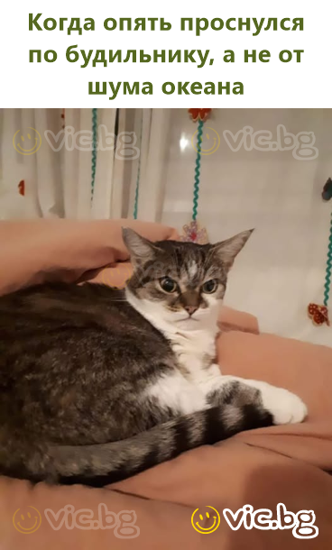 Когда опять проснулся по будильнику, а не от шума океана
