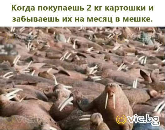 Когда покупаешь 2 кг картошки и забываешь их на месяц в мешке.