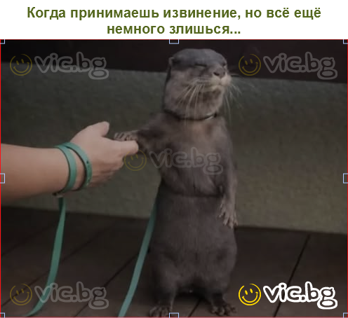 Когда принимаешь извинение, но всё ещё немного злишься...