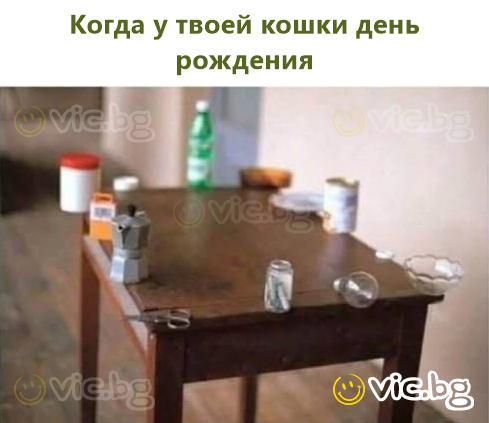 Когда у твоей кошки день рождения