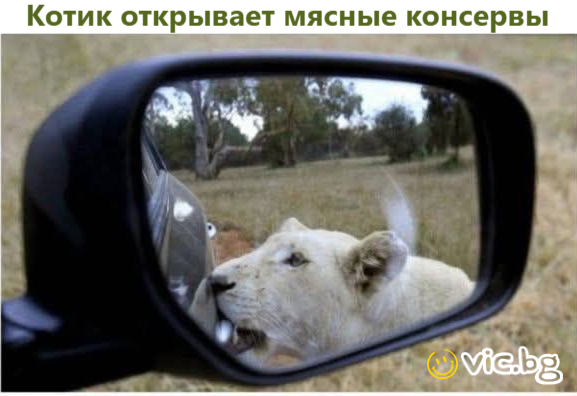 Котик открывает мясные консервы