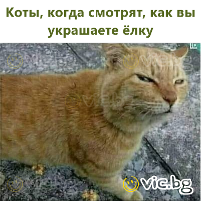 Коты, когда смотрят, как вы украшаете ёлку