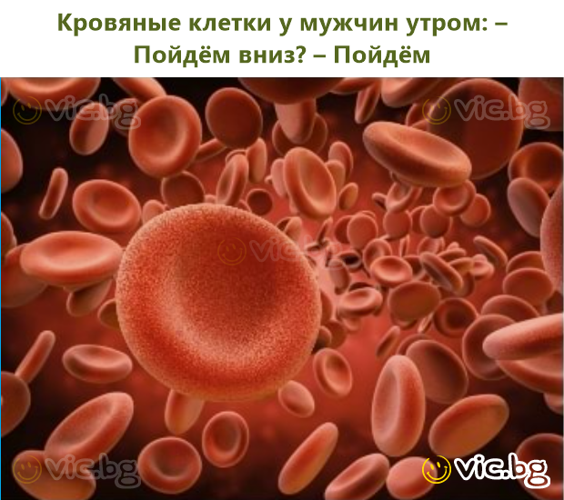 Кровяные клетки у мужчин утром: – Пойдём вниз? – Пойдём